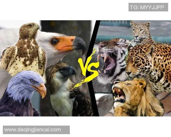 正视频播骑士与老鹰激战正酣谁能在赛场上笑到最后